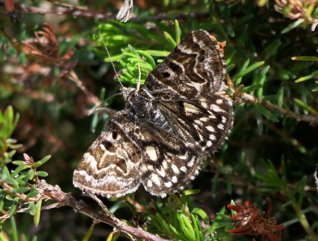 Euclidia mi